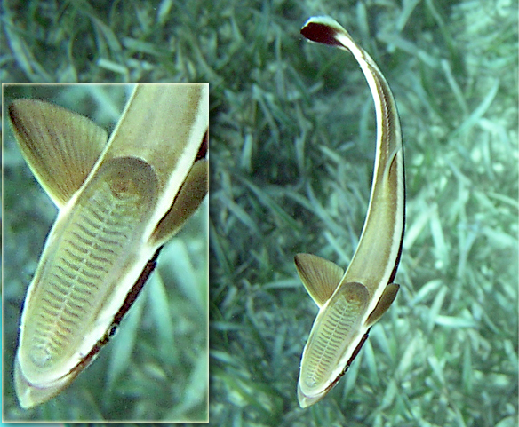 Файл:Remora Belize Reef.jpg