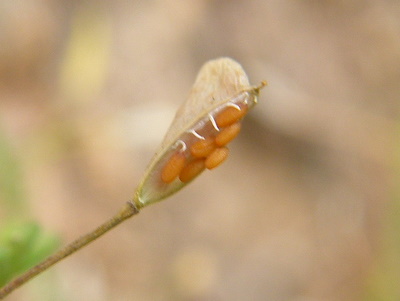 Файл:Seeds of Capsella bursa-pastoris.jpg