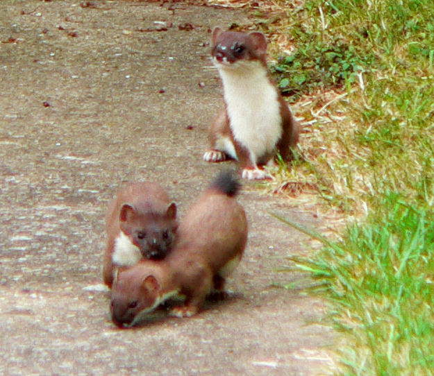 Файл:Suffolk-stoats.jpg