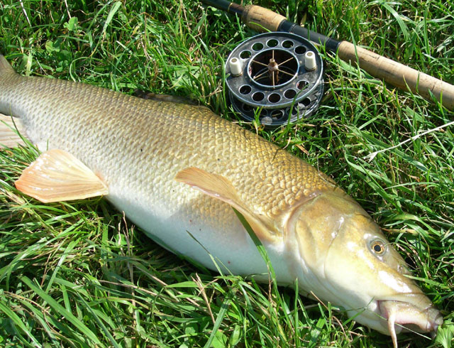 Файл:Barbel m.jpg