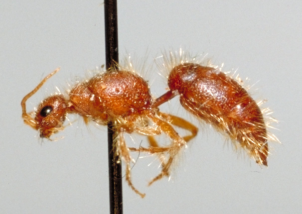 Файл:Chyphotes f.jpg