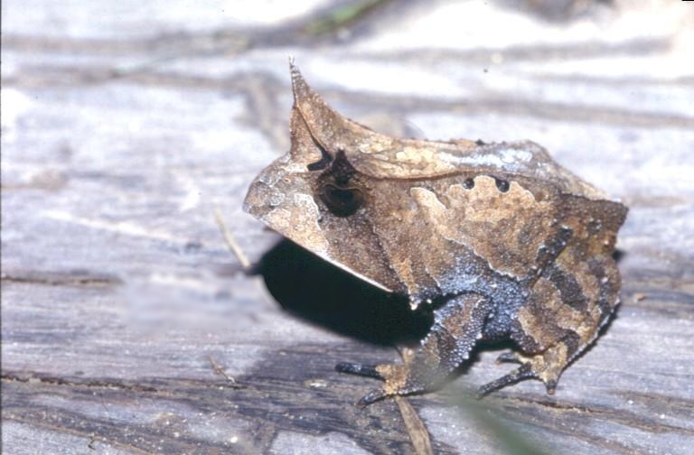 Файл:Proceratophrys laticeps.jpg