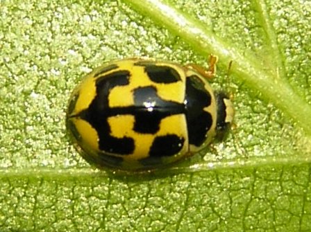 Файл:Propylea quatuordecimpunctata beentree.jpg