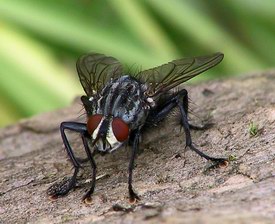 Файл:A Fly by Matthias Zimmermann.jpg