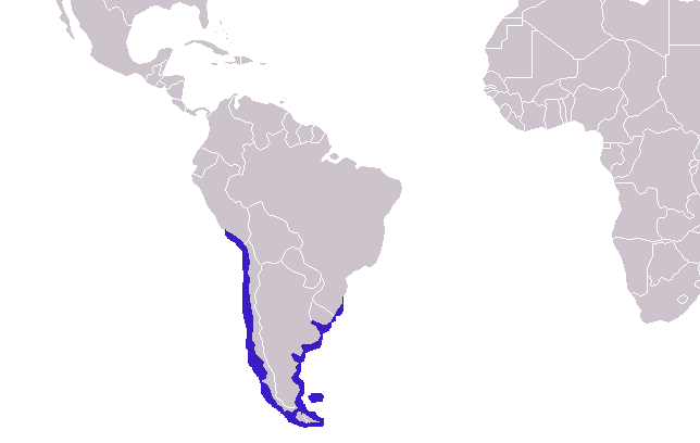 Файл:Arctocephalus australis distribution.png