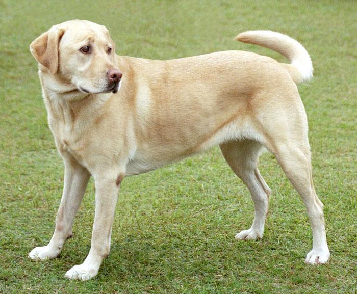 Файл:YellowLabradorLooking new.jpg