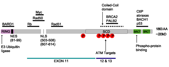 Файл:BRCA1partB.png