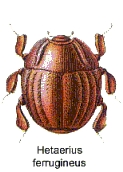 Hetaerius