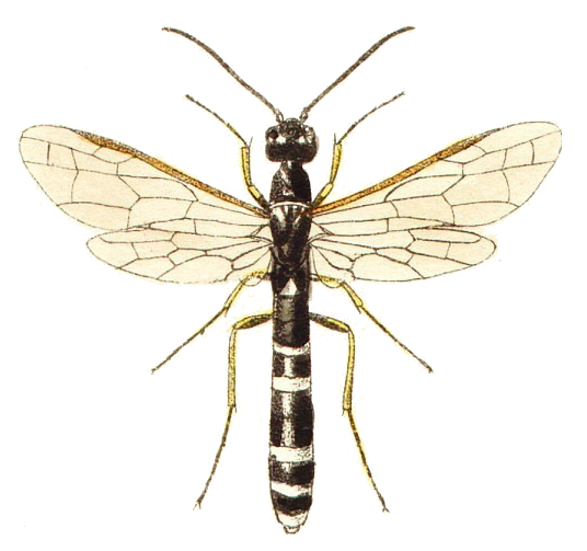 Файл:Hartigia linearis.jpg