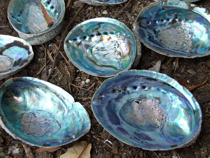 Файл:Paua.jpg