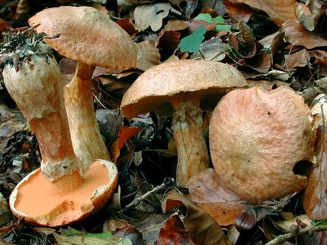 Файл:2011-10-03 Suillus tridentinus.jpg