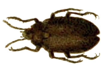 Файл:Penthe obliquata.jpg