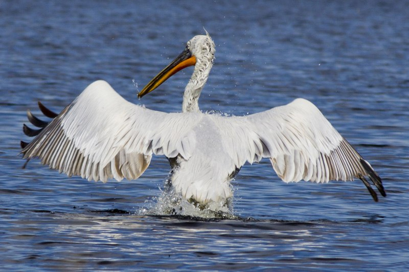Файл:Pelican kurladi 3.jpg