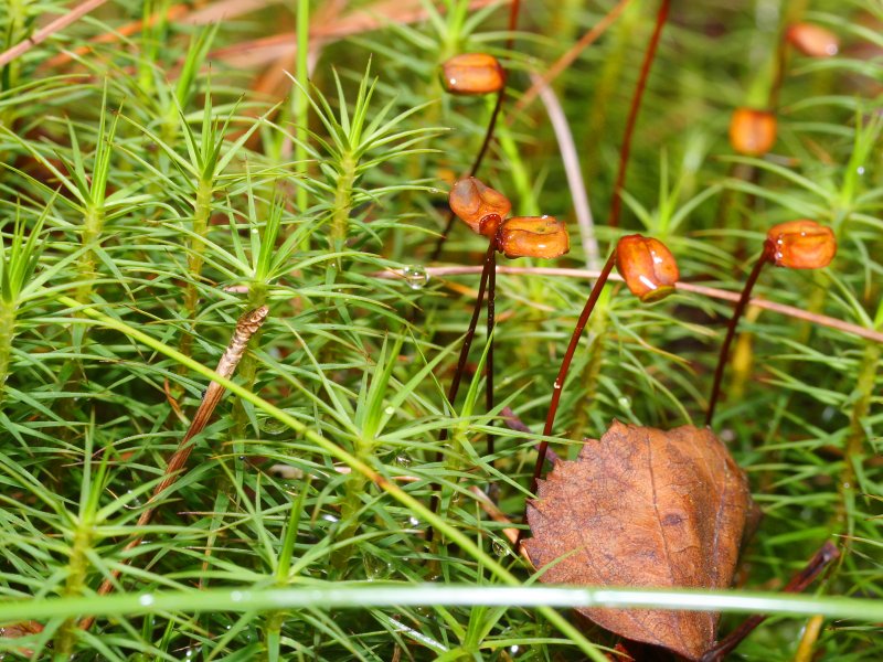 Файл:Polytrichum commune.jpeg