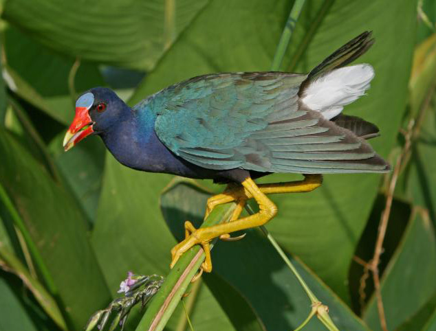 Файл:PurpleGallinule.jpg