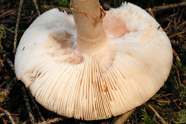 Файл:Amanita spec. - Lindsey 3b.jpg