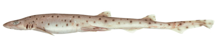 Файл:Asymbolus pallidus.jpg