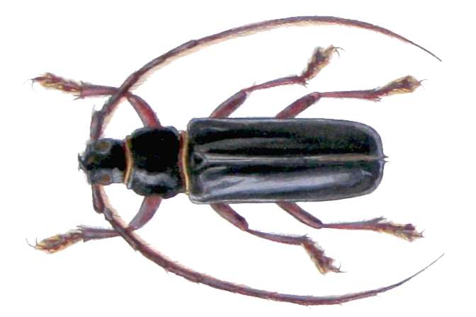 Файл:Butherium erythropus.png