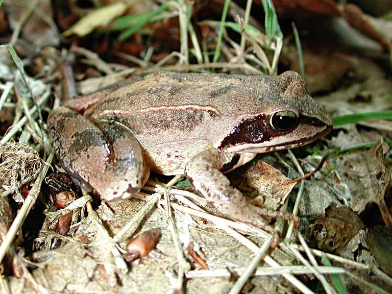 Файл:Rana dalmatina01.jpg