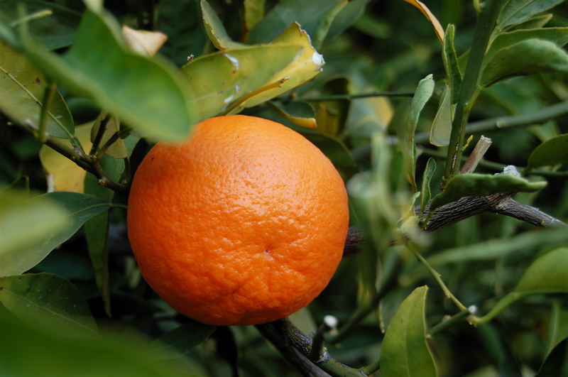 Файл:TangerineFruit.jpg