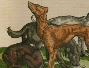 Файл:Viviparous Quadropeds - Book 1.jpg