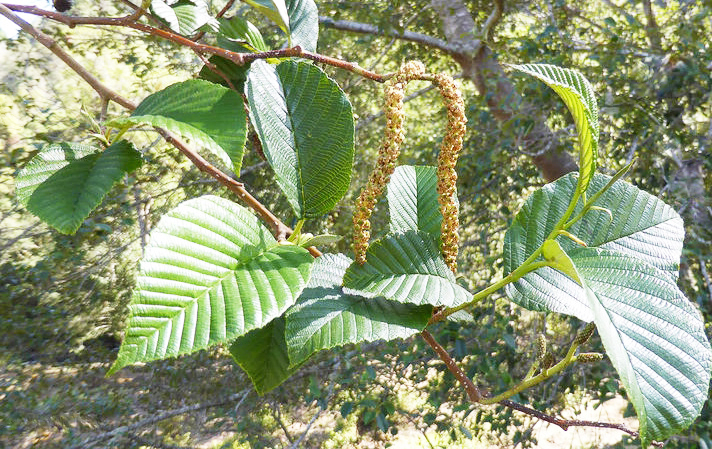 Файл:Alnus acuminata 2.jpg
