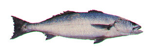 Файл:Atractoscion nobilis mspc096.jpg