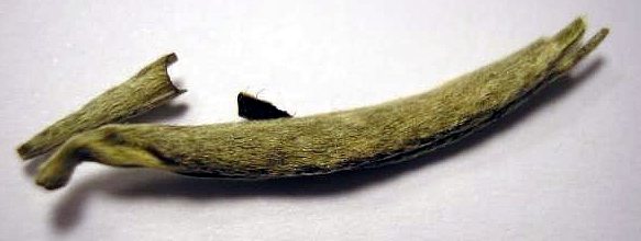 Файл:Bai Hao Yin Zhen tea single leaf.jpg