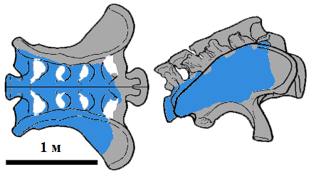 Файл:Brachiosaurus nougaredi Sacrum-ru.png