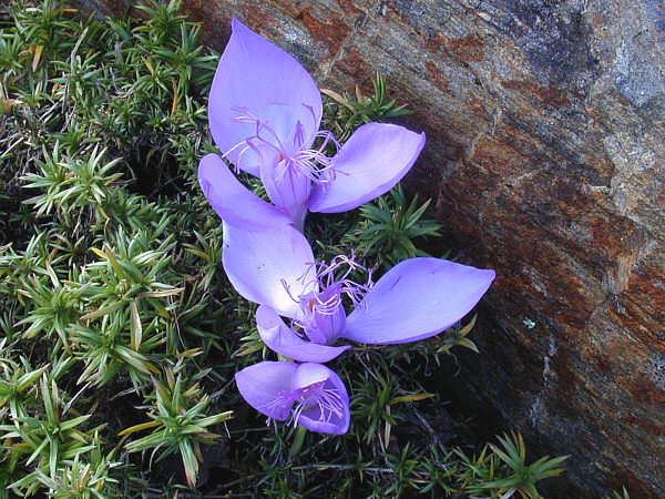 Файл:Crocus banaticus.jpg
