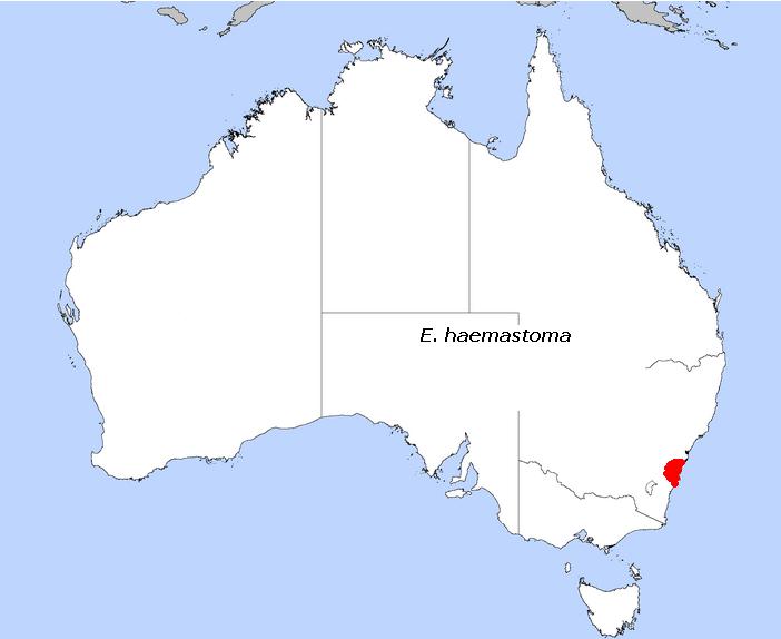 Файл:E haemastoma.jpg