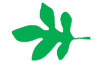 Файл:Leaf morphology lobed.png