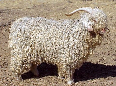Файл:Modern angora goat.jpg