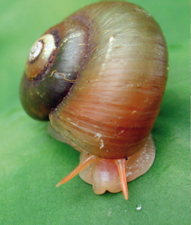 Файл:Amphicyclotulus amethystinus.png