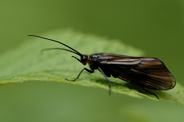 Файл:Brachycentrus.montanus.jpg