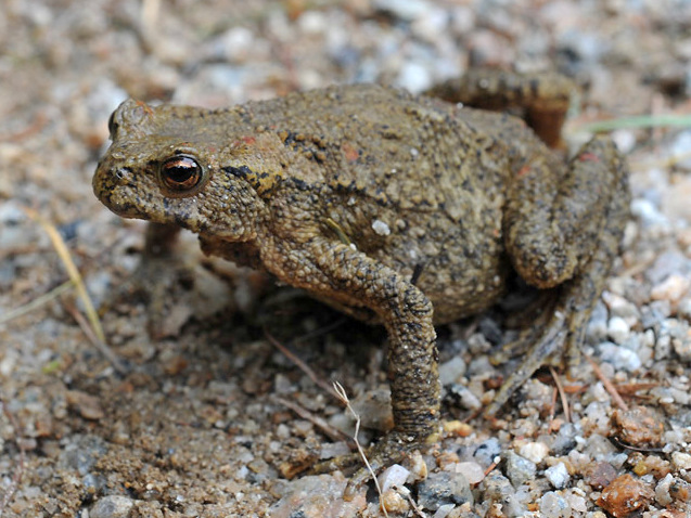 Файл:Bufo stejnegeri.jpg