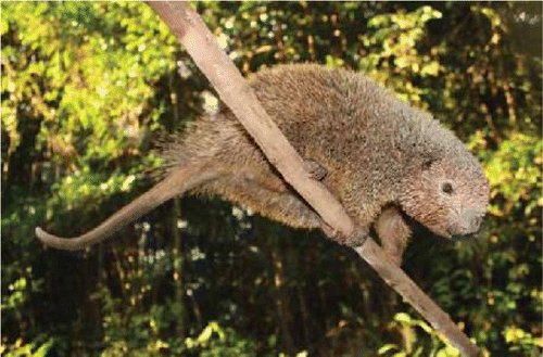 Файл:Chaetomys subspinosus-2013.gif