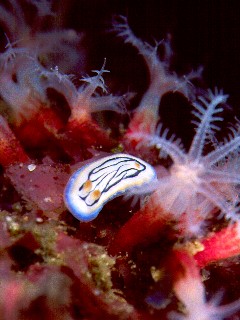 Файл:Hypselodoris maritima, Izu.jpg