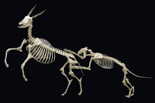 Файл:Lion and eland.jpg
