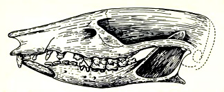 Файл:Palaeothentes-skull.jpg