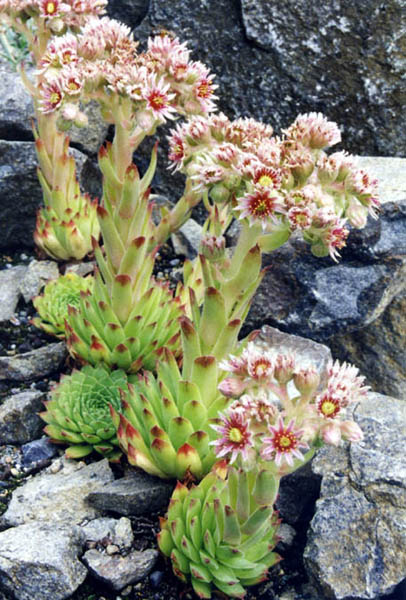 Файл:Sempervivum tectorum (1) 2 (ex Pyrenees).jpg