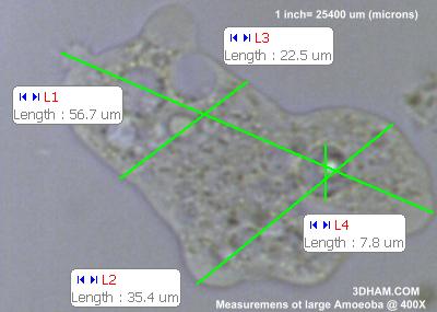 Файл:Amoeba400XM.jpg