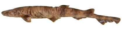 Файл:Asymbolus funebris.jpg