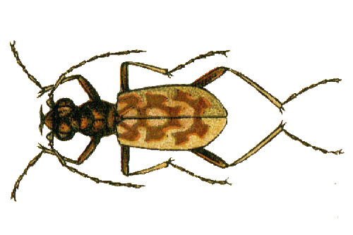 Файл:Chaetodera laetescripta 2.png