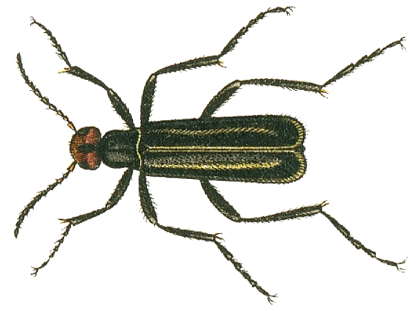 Файл:Epicauta erythrocephala.jpg
