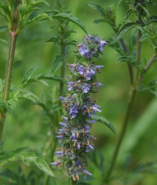Файл:Schizonepeta multifida 1.jpg