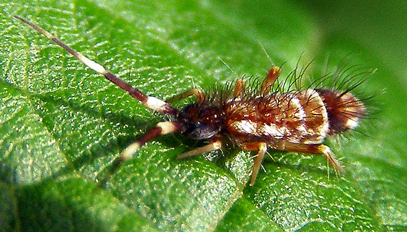 Файл:Springschwanz Collembola P6241996Detail.jpg