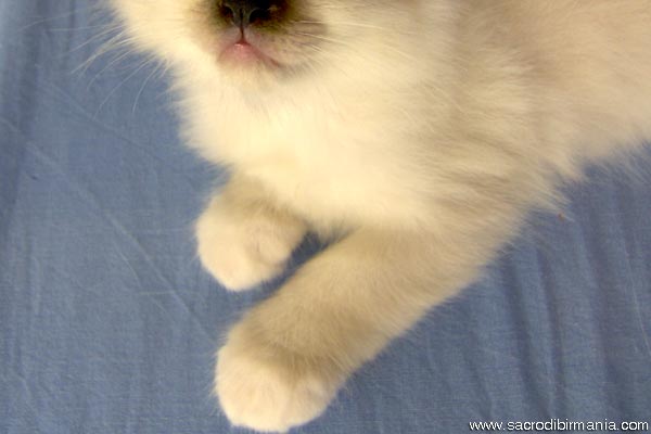 Файл:Cuccioli-2006-16.jpg