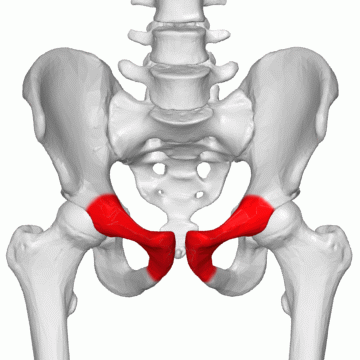Файл:Pubis 02 animation.gif