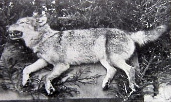 Файл:Tiger of Sabrodt.jpg